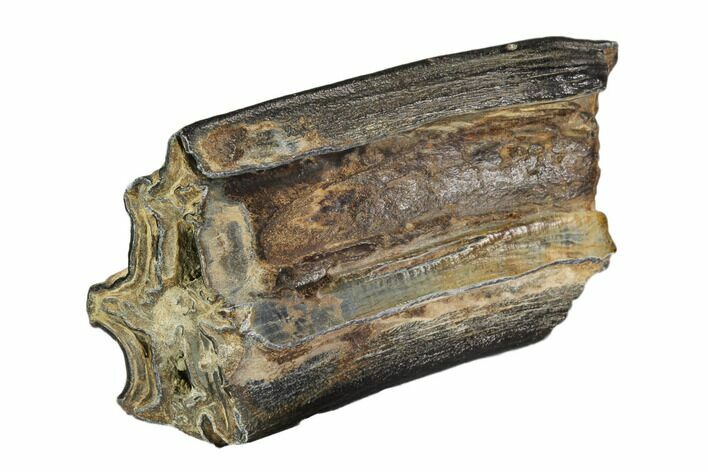 Pleistocene Aged Fossil Horse Tooth - Florida #104224
